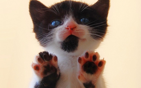 Kitten - paws, animal, pink, cute, black, cat, white, kitten, spot