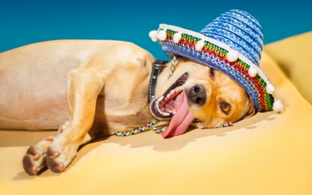 Happy - beach, tongue, hat, summer, yellow, dog, blue, animal, smile, happy