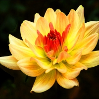 End of summer dahlia