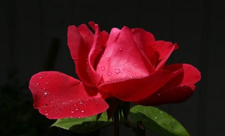 Sweet Red Rose - nature, red, beautiful, flowers, rose