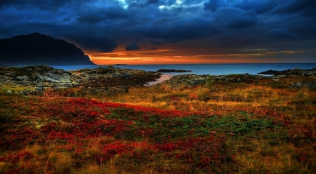 Sunset - flowers, sunset, sea, clouds