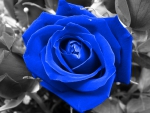 blue rose