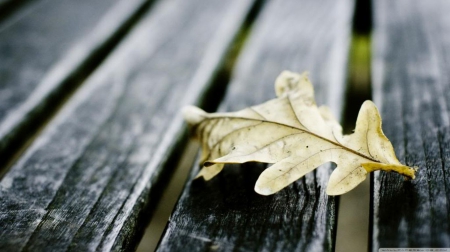 Oak leaf on wooden bench - abstract, oak leaf, close-up, photography, HD, leaves, fall, nature, autumn, macro, bench, leaf, wallpaper, softness