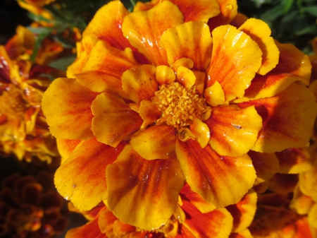 Tangerine Rain - floral, petals, blooms, flowers, plants