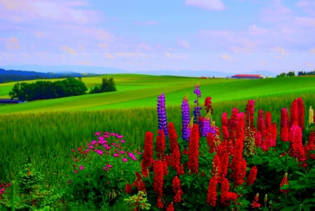 LUPINS - field, flowers, country, lupins