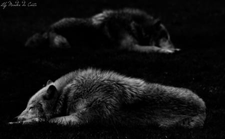 Timber Wolves - saying, wolf, howling, wolves, black, white, wisdom, wolf art, timber, canislupus, wallpaper