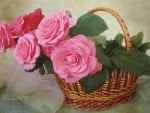 BASKETS OF ROSES