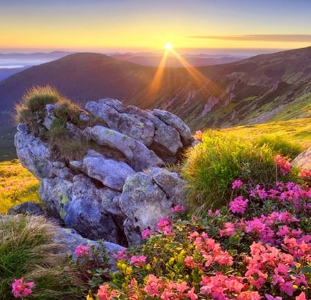 Sunrise - mountains, flowers, sunrise, sun