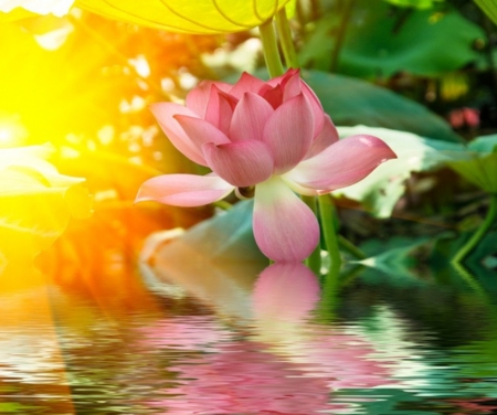 Glowing lotus - lotus, glowing, water, sun