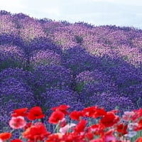 Poppy  flowers in the field.