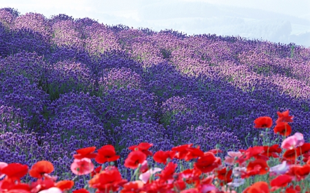 Poppy  flowers in the field. - flowers, grass, violet, red