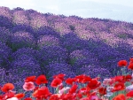 Poppy  flowers in the field.