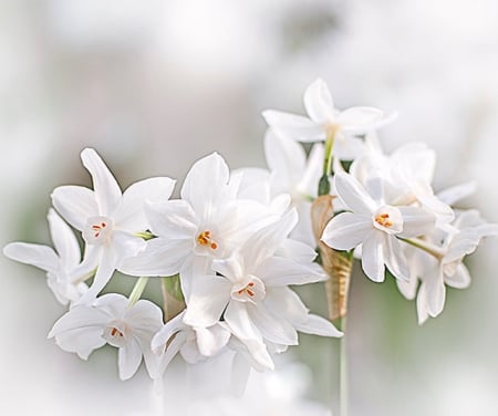 Whiteness - white, whiteness, beauty, flowers