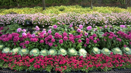 Beautiful garden - red, pink, flowers, leaves, green