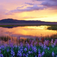 Flowers in the sunset