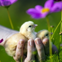 Bird and flowers