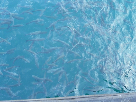 fish - fish, turkey, sea, istanbul