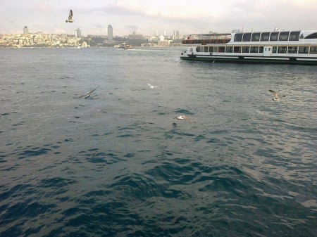 Istanbul sea - turkey, sea, birds, istanbul