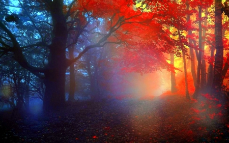 ★Charm of Autumn★ - trees, attractions in dreams, charm, creative pre-made, beautiful, colors, fall season, leaves, stunning, forests, autumn, love four seasons