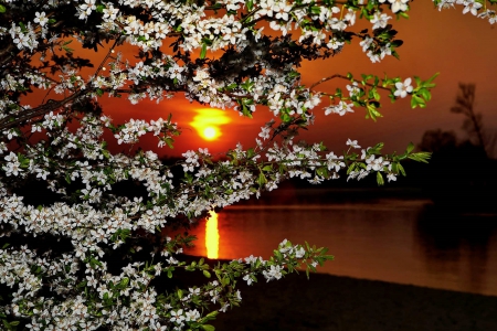 Blossom At Dusk - trees, sunset, spring, white, yellow, river, beautiful, green, flowers