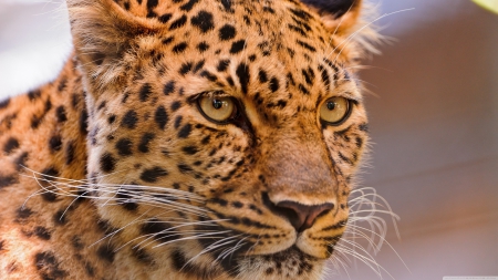 leopard - face, cat, leopard, portrait