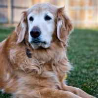 handsome golden retriever