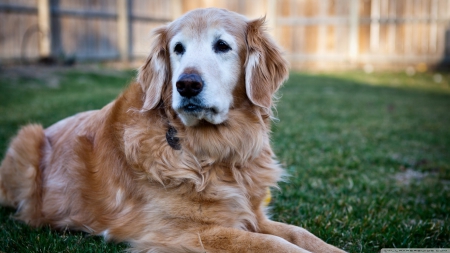 handsome golden retriever - dog, yard, golden, retriever