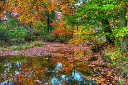 Autumn Creek - trees, beautiful, autumn, creek, grass, forest, reflection, leaves