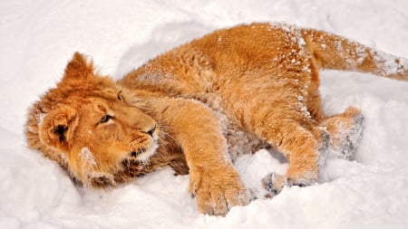 lion in snow - snow, lion, lioness, cat