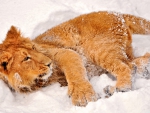 lion in snow