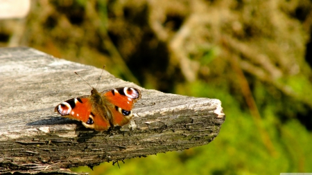 nature's butterfly - butterfly, nature, insect, wood