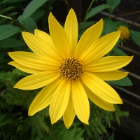 full yellow flower