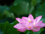 Lotus with dark green leaves