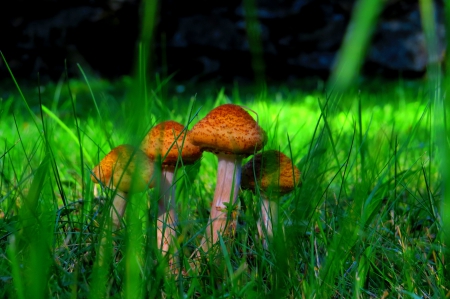 Mushrooms - mushrooms, forest, green, autum