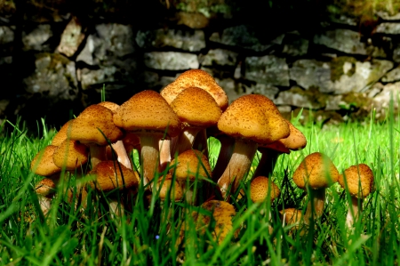 Mushrooms - mushrooms, green, autum, forest