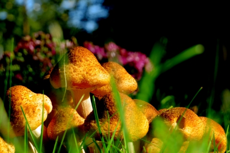 Mushrooms - mushrooms, green, autum, forest