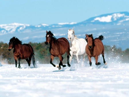 running free - sno, horse, mountain, tree