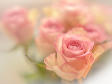 Gorgeous Roses - roses, beautiful, soft, bouquet, pink pastel