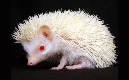 white hedgehog - cute, white, albino, hedgehog