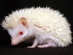 white hedgehog