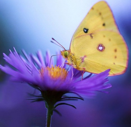 purple flower - flowers, nature, purple, photography, still life