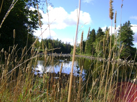 Lovely place - sky, trees, water, green, grass