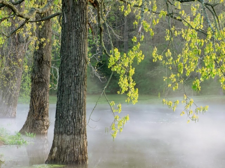 forest floods - flood, forest, water, mist