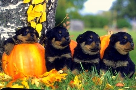 ..Halloween Routweilers.. - pretty, routweilers, pumpkins, creative pre-made, grass, holidays, leaves, dogs, halloween, weird things people wear, puppies, lovely, fall, autumn, cute, adorable, love four seasons, animals