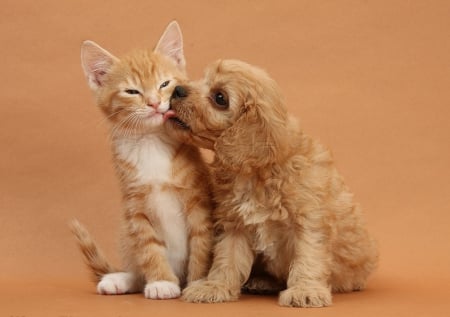 cute puppy and kitten - puppy, cat, animals, dog, cats, animal, cute, kitten