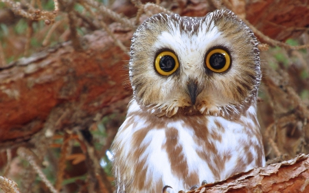 Boreal Owl - nature, wildlife, raptor, eyes