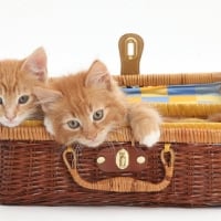 playing ginger kittens