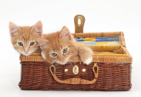 playing ginger kittens - ginger kittens, playing, animals, cats