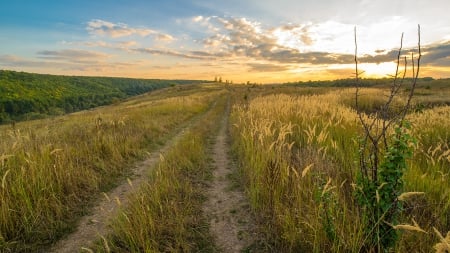 Pastoral Road - road, pastoral road, nature, fields