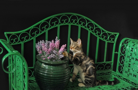 Kitty and flowers - adorable, cat, kitty, kitten, chair, rest, sweet, flowers, cute